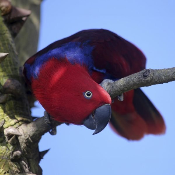 Papagaio Ecletus