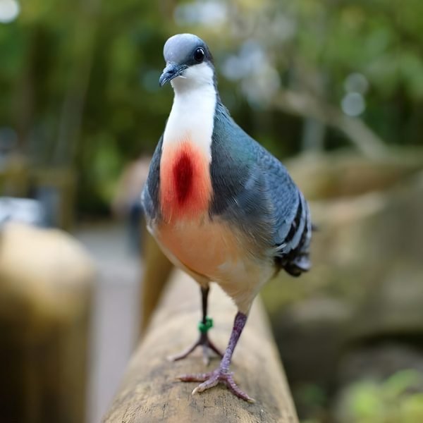 Pomba Apunhalada