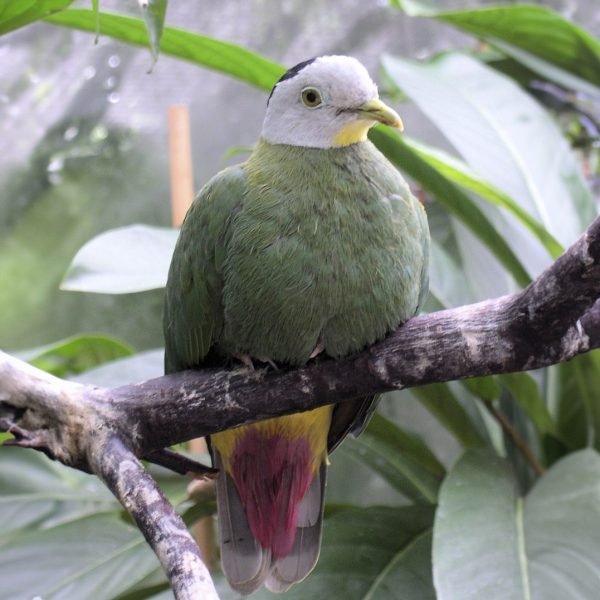 Pomba Melanospila