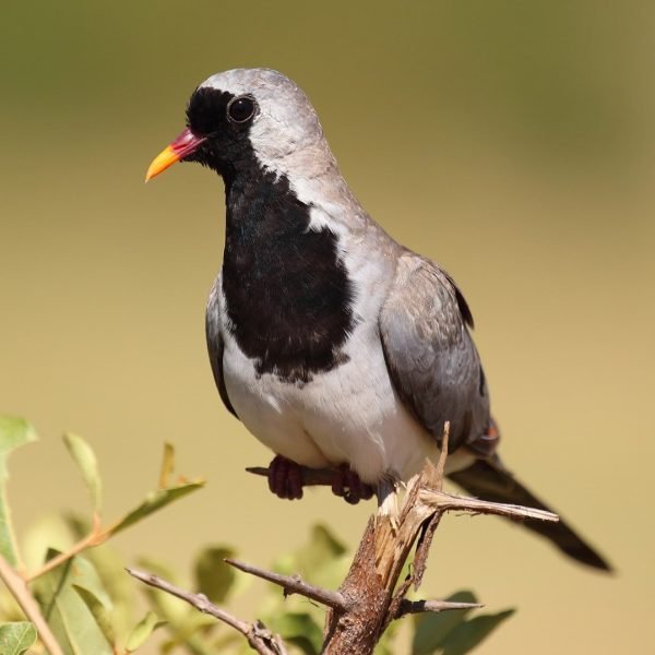 Rolinha Máscara de Ferro